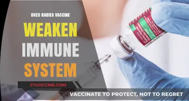 Rabies Vaccine and Immunity: Debunking Myths About Immune System Weakness