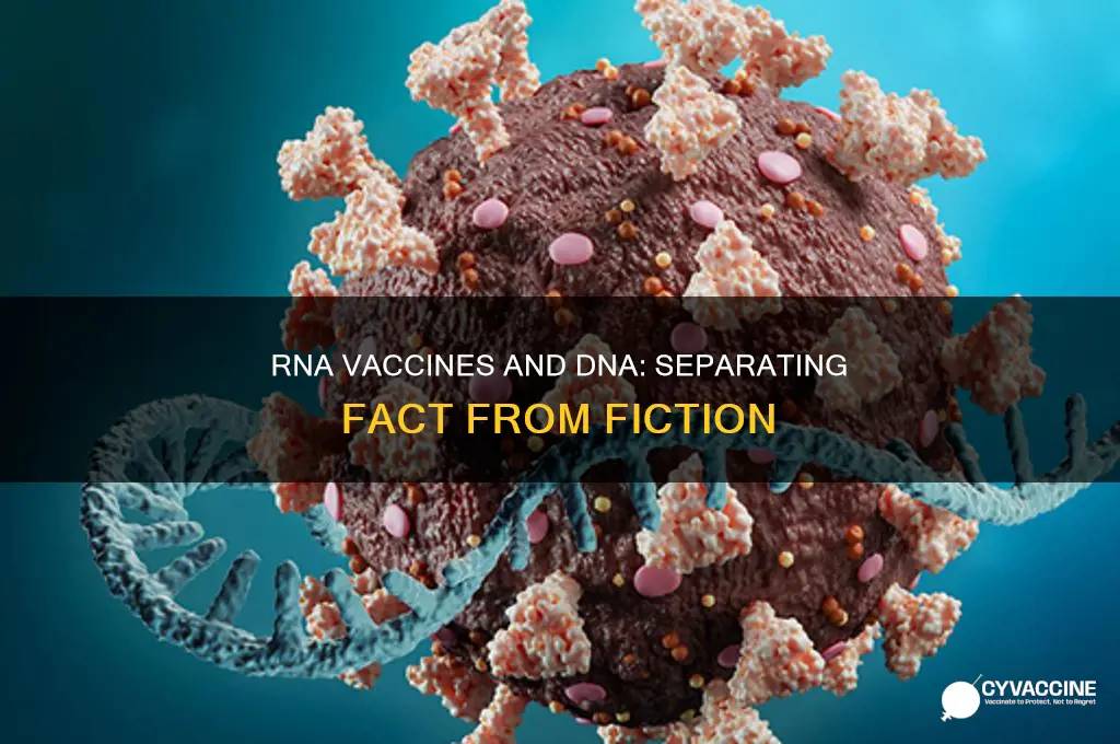 does rna vaccine alter your dna