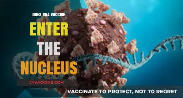 RNA Vaccines and the Nucleus: Debunking Myths About Their Entry