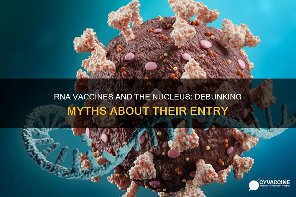 does rna vaccine enter the nucleus
