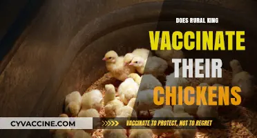 Rural King's Chicken Vaccination Practices: What You Need to Know