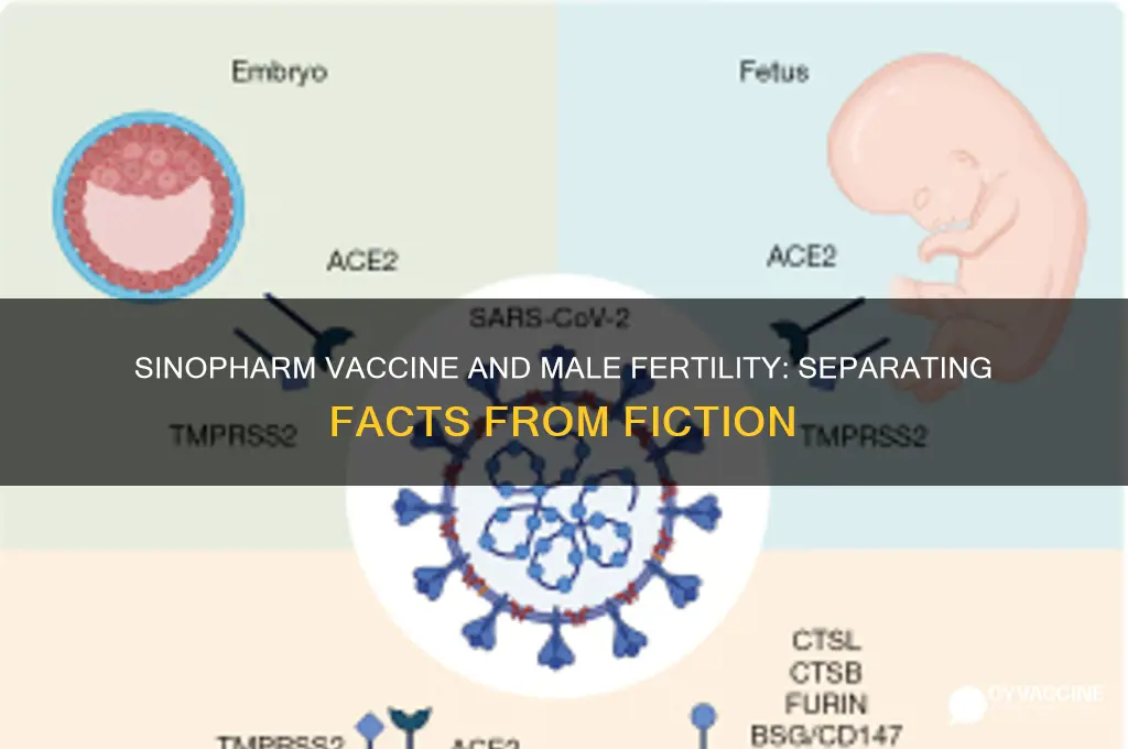 does sinopharm vaccine affect male fertility