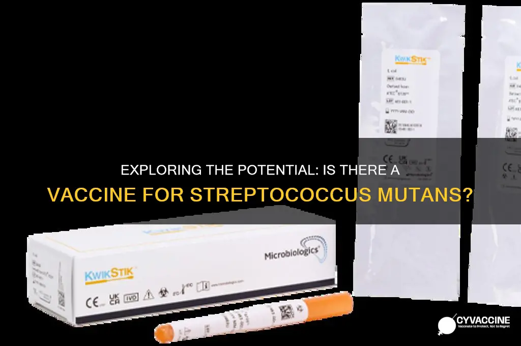 does streptococcus mutans have a vaccine