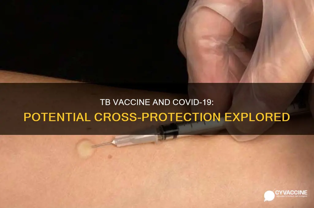 does tb vaccine help against coronavirus