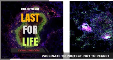 Does the TB Vaccine Provide Lifelong Immunity? What You Need to Know