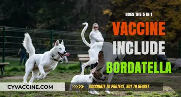 Vaccine Benefits: 5-in-1 Shot Includes Bordetella Protection
