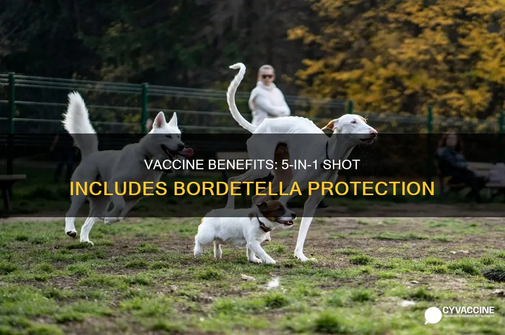does the 5 in 1 vaccine include bordatella