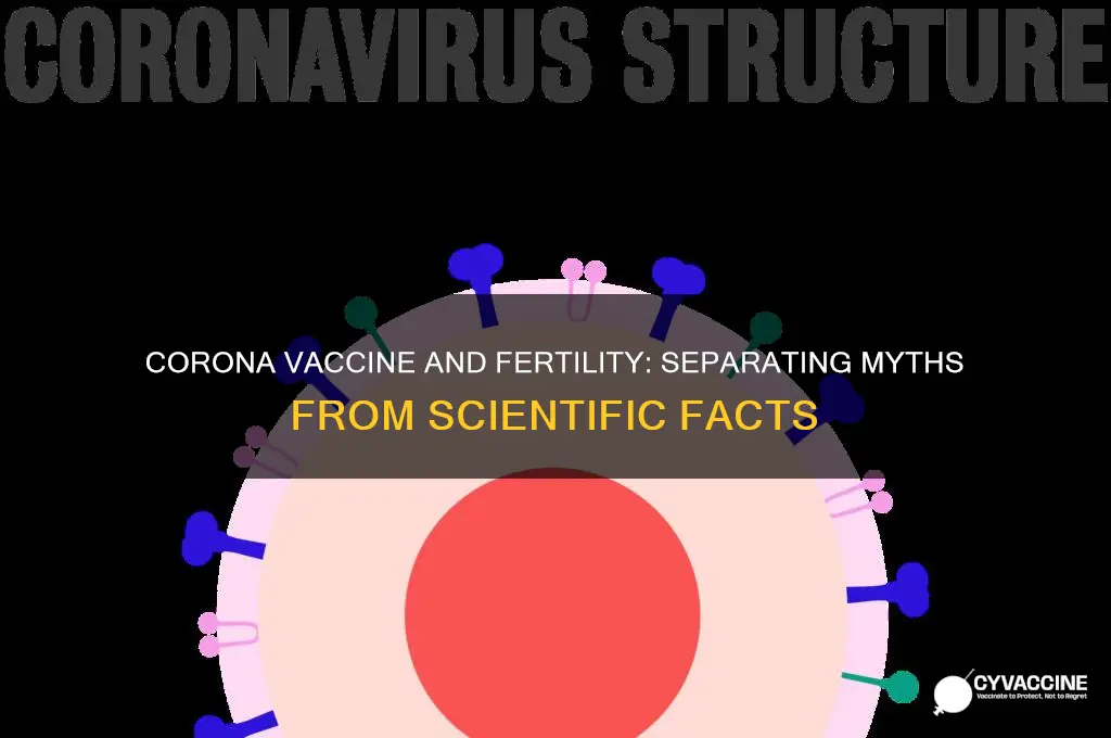 does the corona vaccine affect fertility