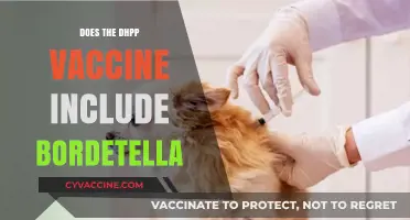 Does the DHPP Vaccine Cover Bordetella? Essential Pet Health Insights