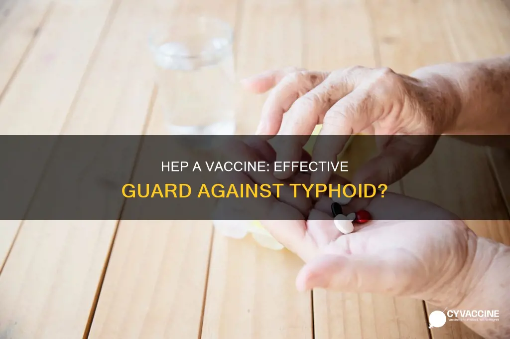 does the hep a vaccine protect against typhoid