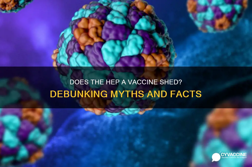 does the hep a vaccine shed