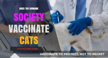 Does the Humane Society Vaccinate Cats? Essential Health Insights