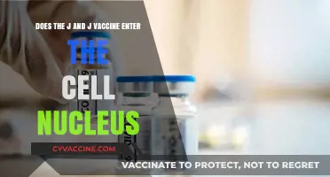 J&J Vaccine: Does It Enter Cell Nucleus?