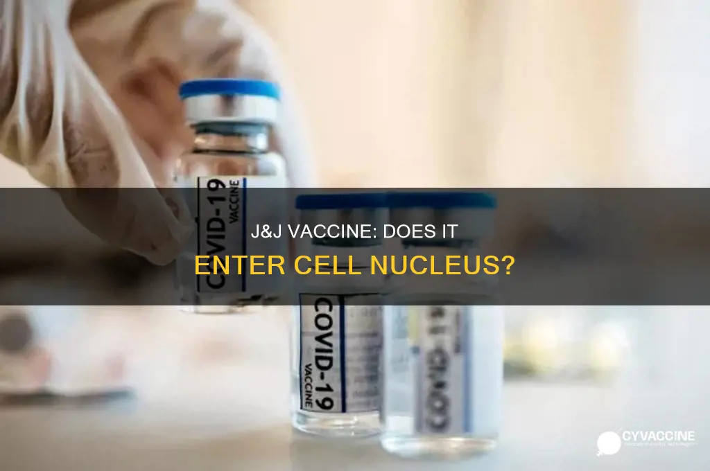 does the j and j vaccine enter the cell nucleus