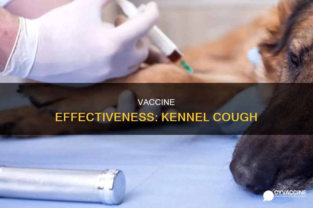 does the kennel cough vaccine prevent kennel cough