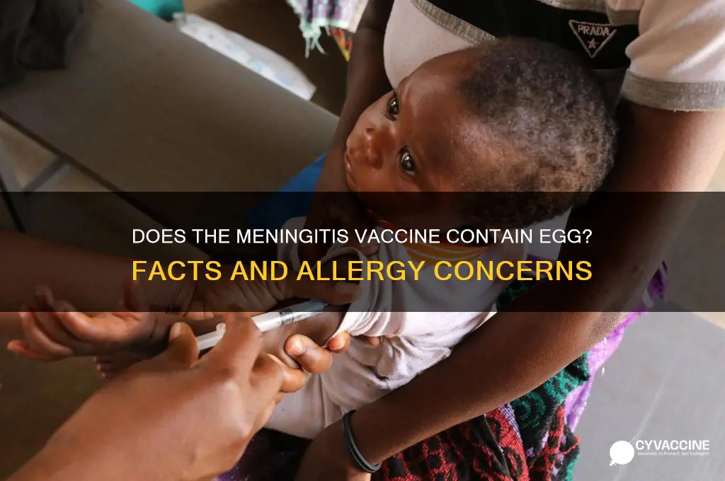 does the meningitis vaccine contain egg