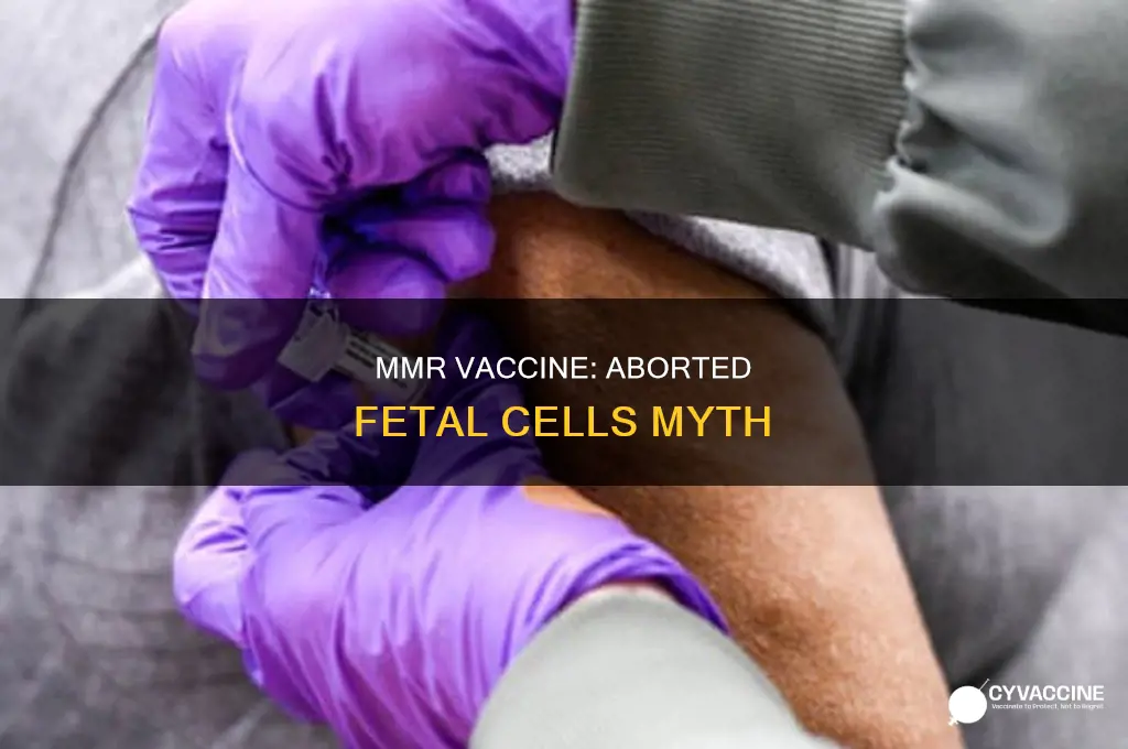 does the mmr vaccine contain aborted fetal cells