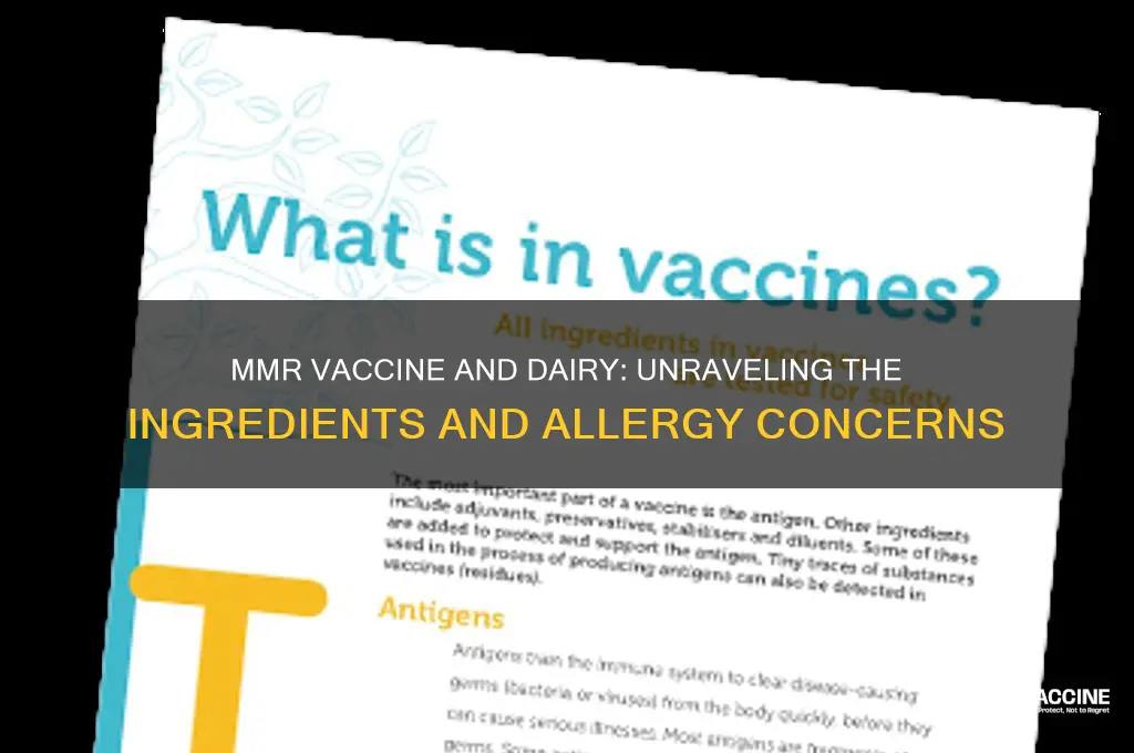 does the mmr vaccine contain dairy