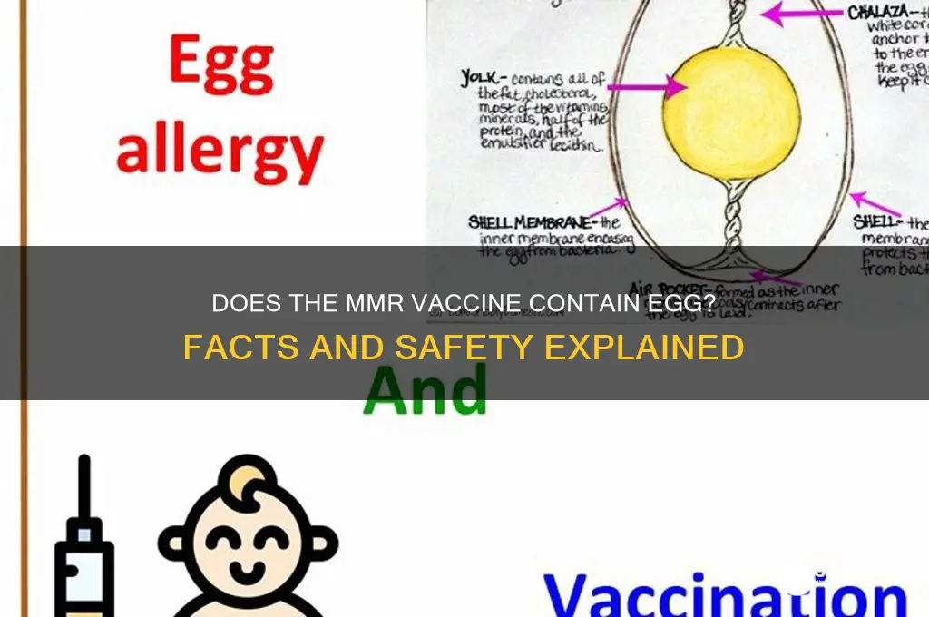 does the mmr vaccine contain egg