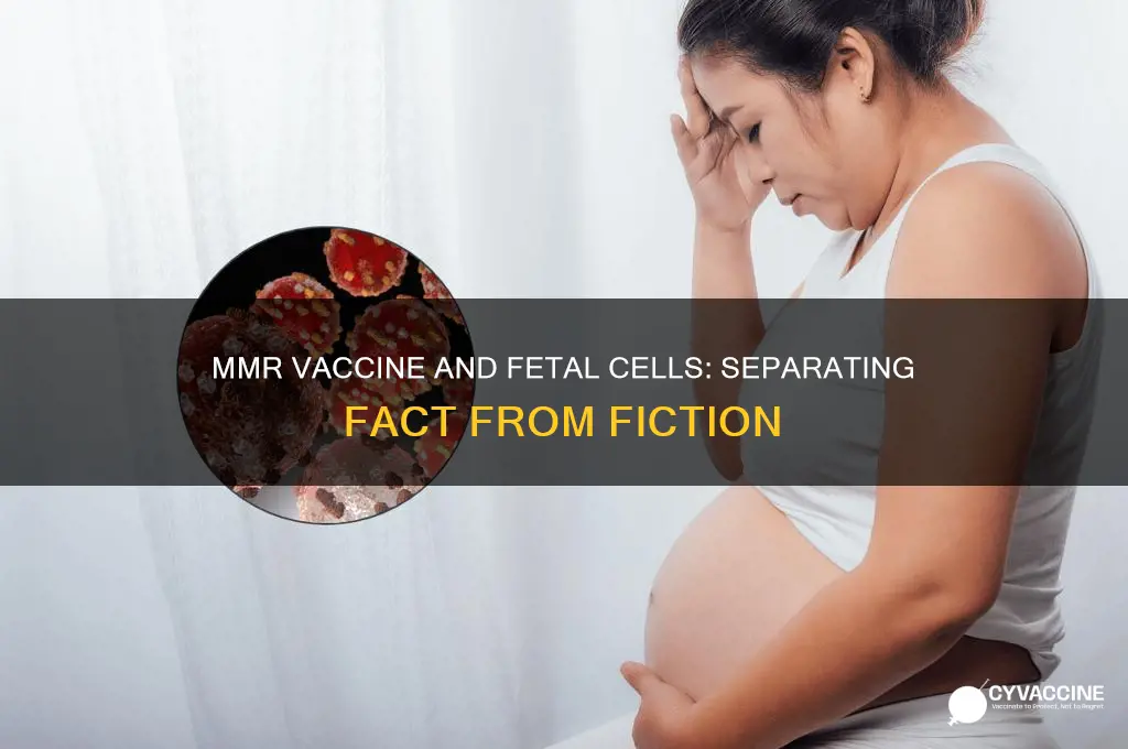 does the mmr vaccine contain fetus