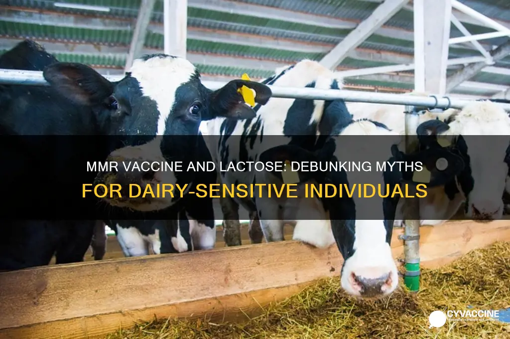 does the mmr vaccine contain lactose