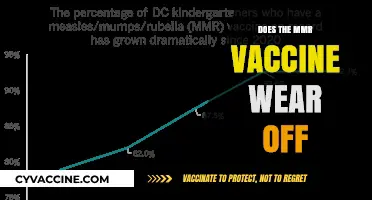 Does the MMR Vaccine Wear Off? Longevity and Booster Facts