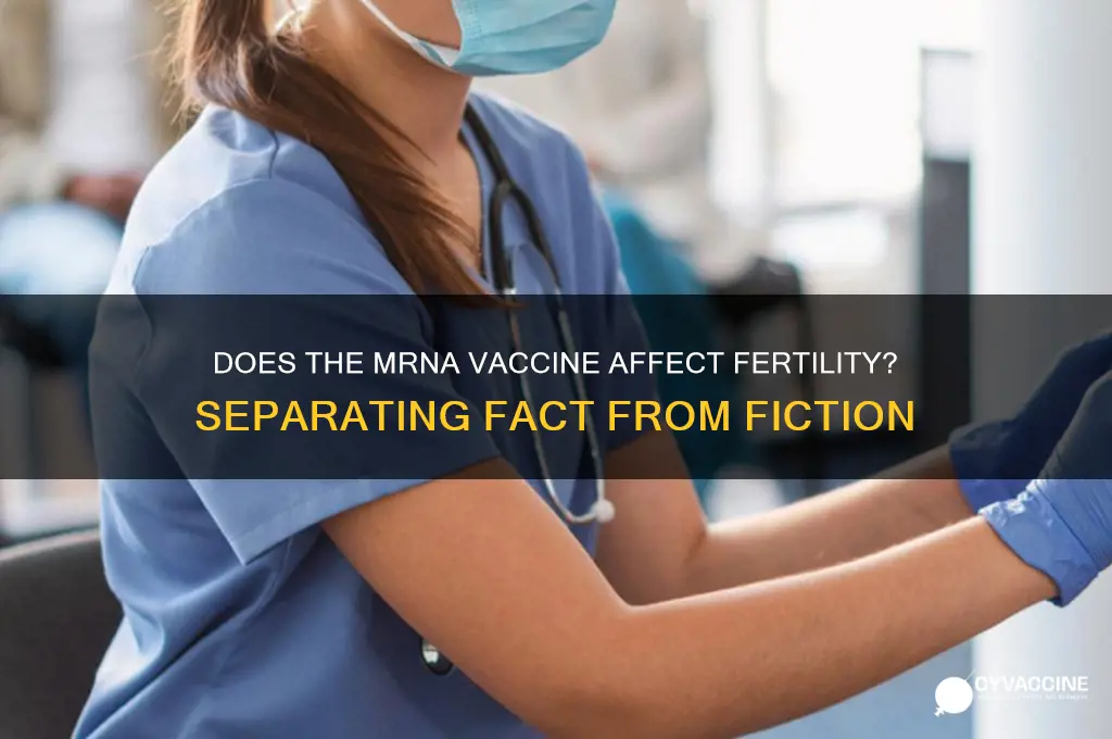 does the mrna vaccine affect fertility