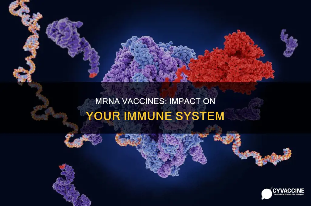 does the mrna vaccine affect your immune system
