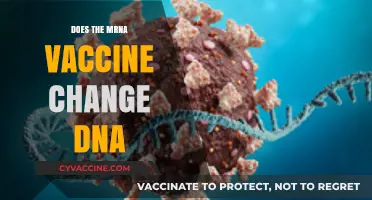 Does the mRNA Vaccine Alter Human DNA? Separating Fact from Fiction