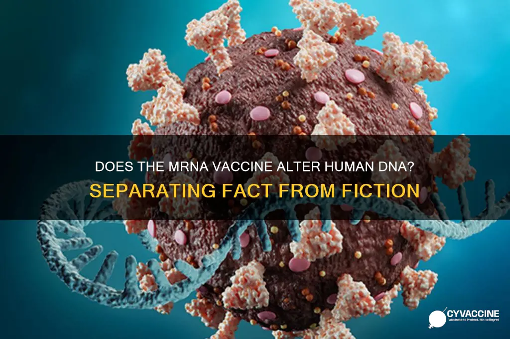 does the mrna vaccine change dna