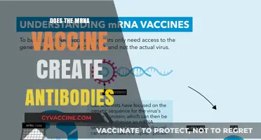 Does the mRNA Vaccine Create Antibodies? Understanding Immune Response