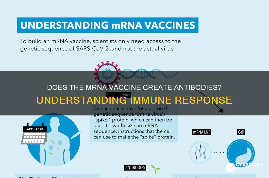 does the mrna vaccine create antibodies