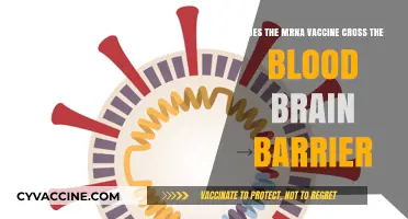 MRNA Vaccines: Can They Cross the Blood-Brain Barrier?