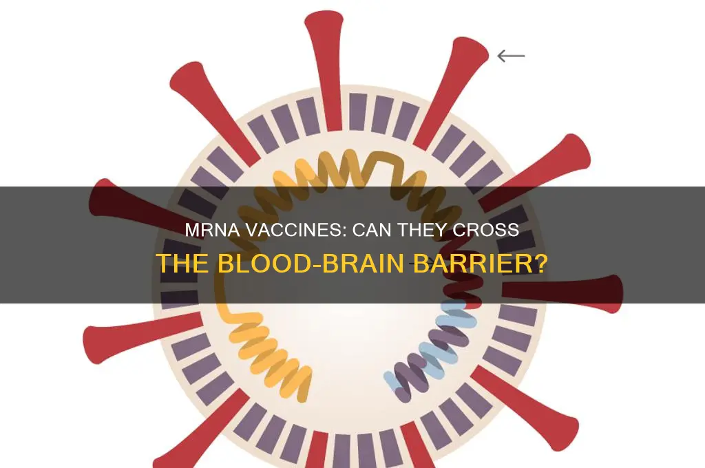does the mrna vaccine cross the blood brain barrier