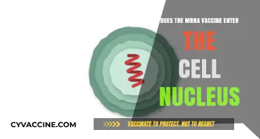 MRNA Vaccines: Do They Enter Cell Nucleus?