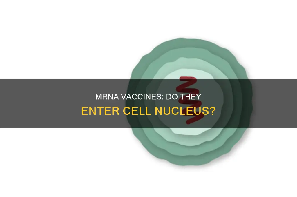 does the mrna vaccine enter the cell nucleus