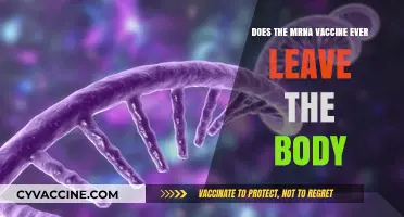 MRNA Vaccine: Does It Stay or Go?