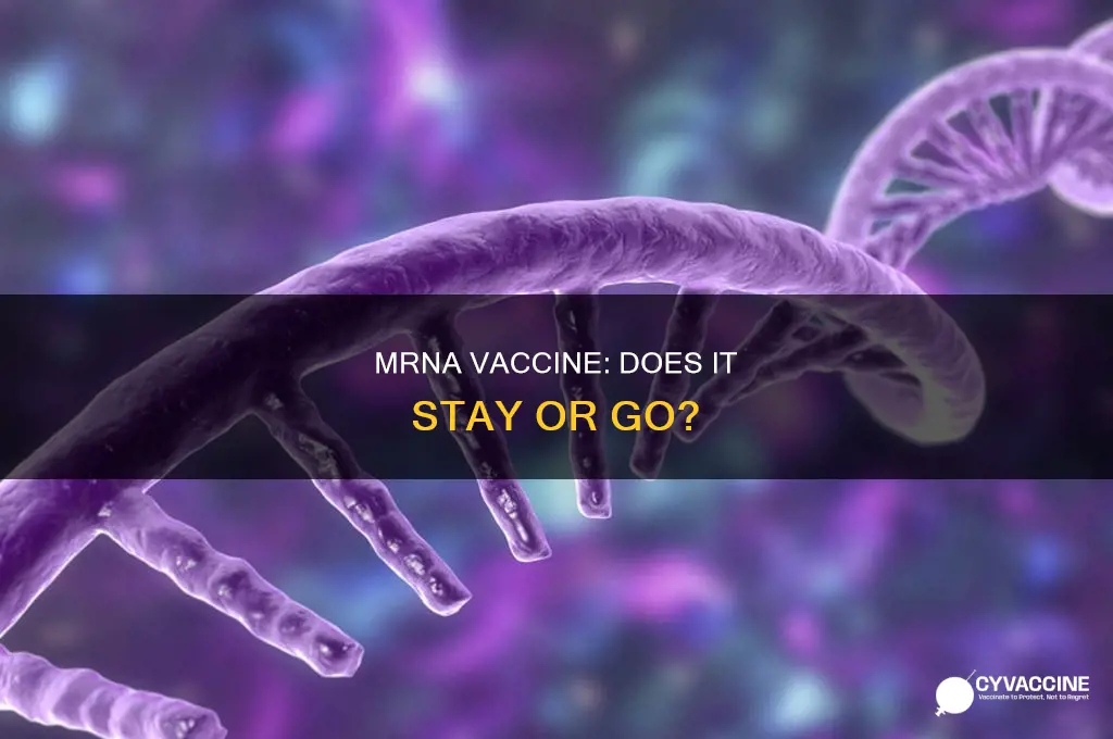 does the mrna vaccine ever leave the body