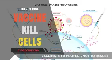 Does the mRNA Vaccine Kill Cells? Unraveling the Science and Safety