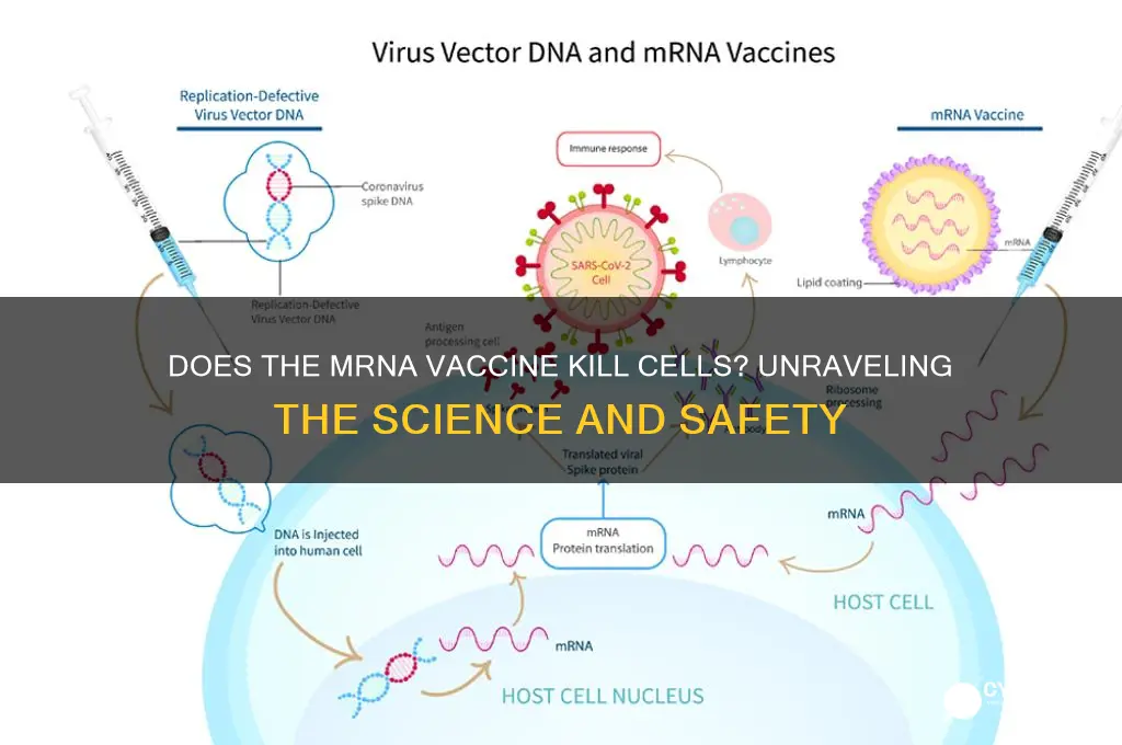 does the mrna vaccine kill cells