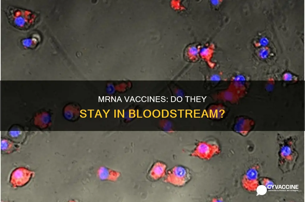 does the mrna vaccine stay in your blood