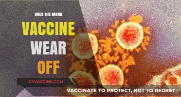 Does the mRNA Vaccine's Protection Fade Over Time?