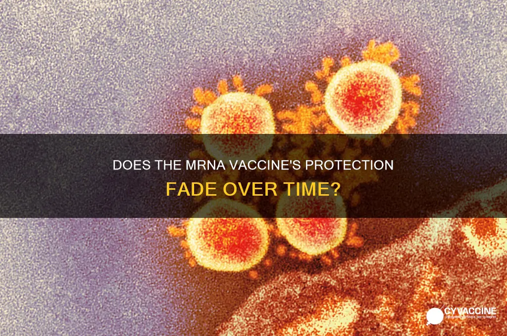 does the mrna vaccine wear off
