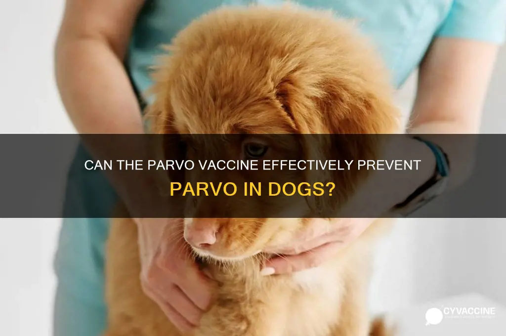 does the parvo vaccine prevent parvo