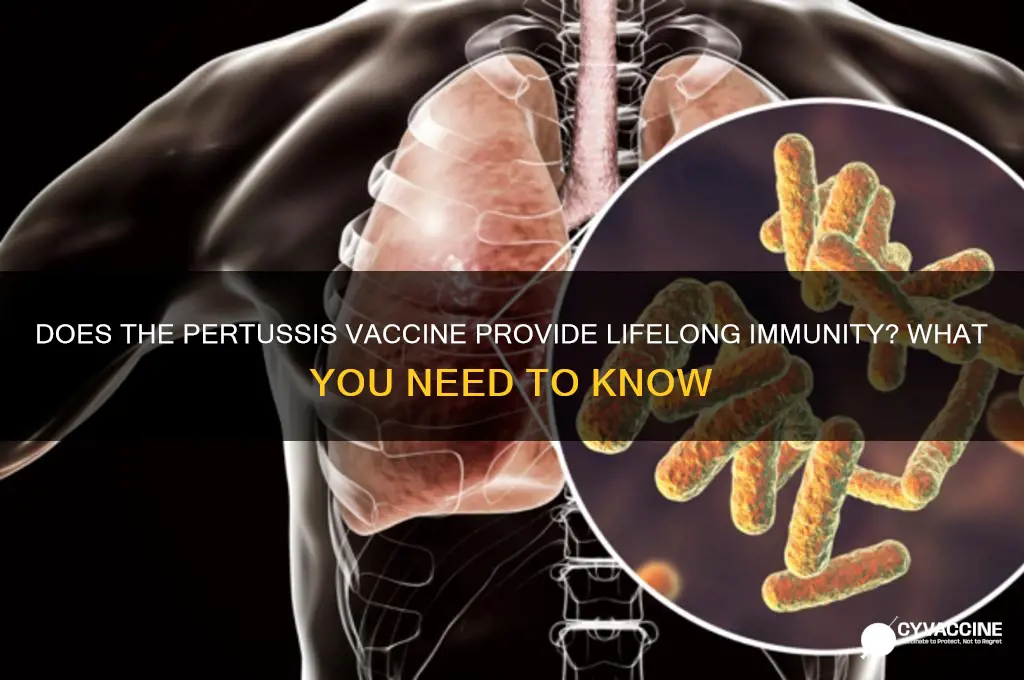 does the pertussis vaccine last forever