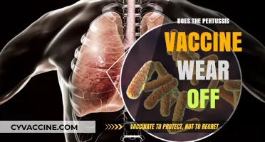 Does the Pertussis Vaccine Wear Off? Understanding Immunity Over Time