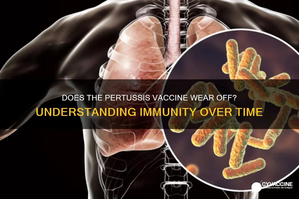 does the pertussis vaccine wear off