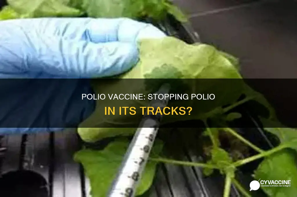 does the polio vaccine prevent the spread of polio