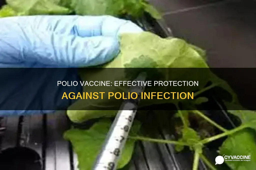 does the polio vaccine prevent you from contracting polio