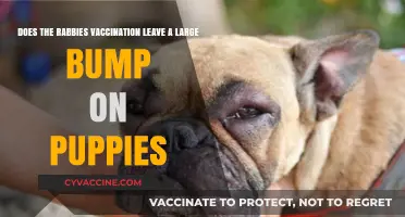 Rabies Vaccine: Why Do Puppies Get Big Bumps?